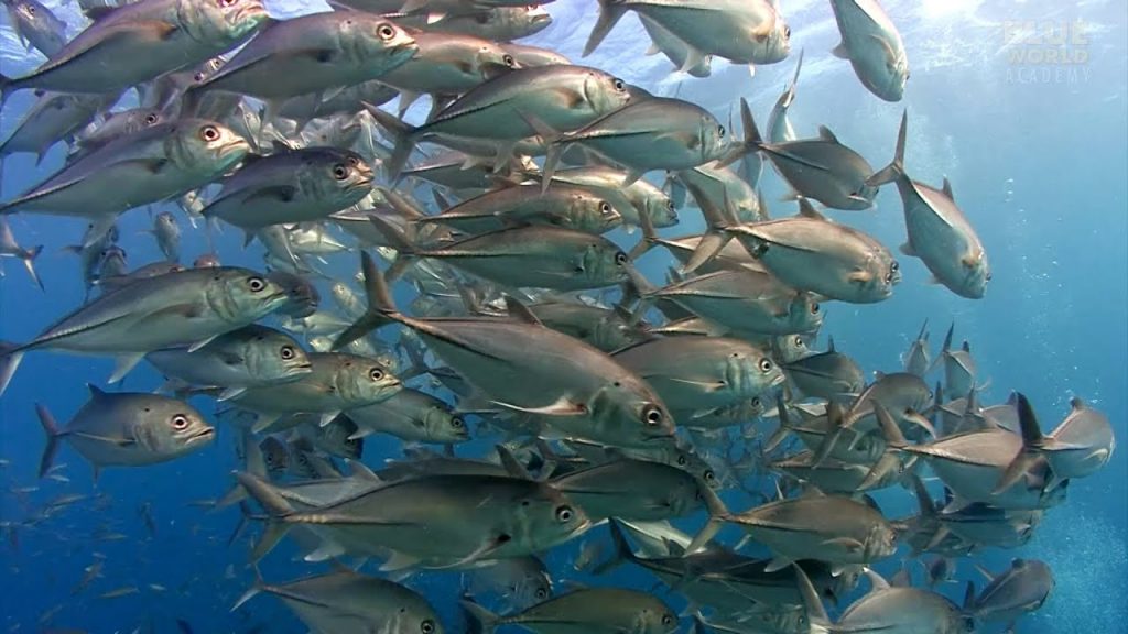 school of fish underwater