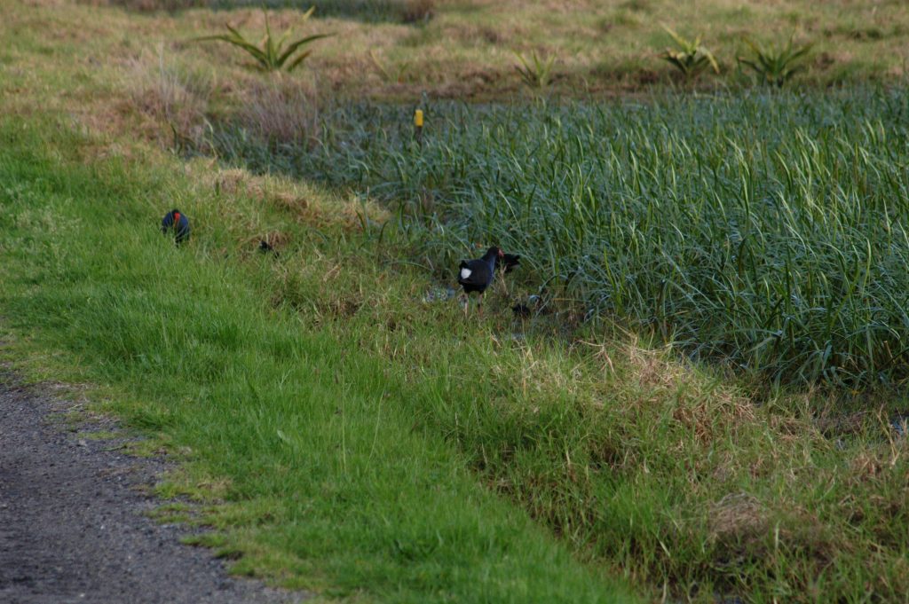 Roadside ditch or swale with birds