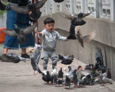 Toddler chasing pigeons